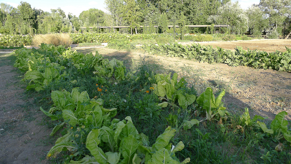 huerta agroecologica